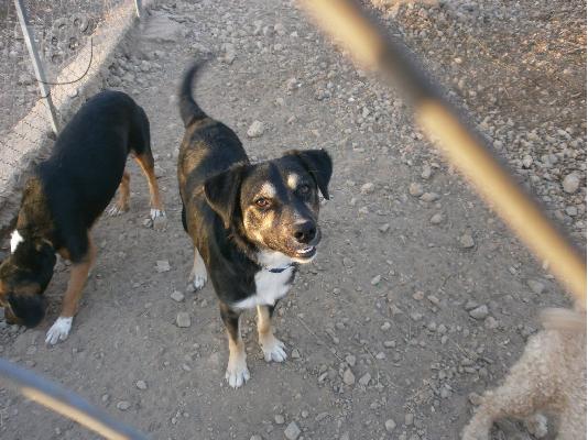 PoulaTo: Μεσαιου μεγεθους σκυλακι χαριζεται