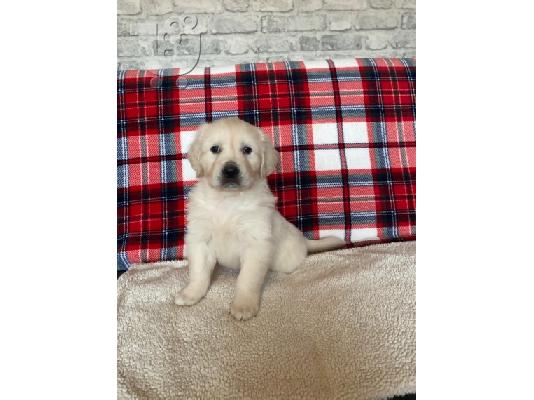 PoulaTo: υπέροχο xmas golden retriever κουτάβι προς πώληση