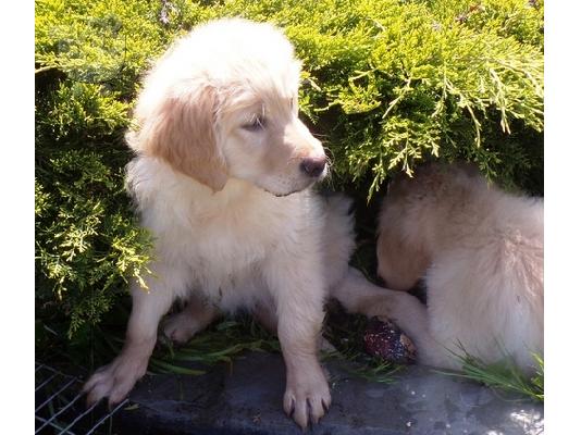 Όμορφα κουτάβια Golden Retriever