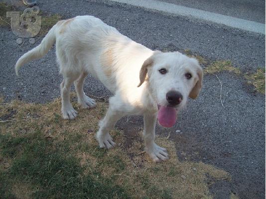 Μεγαλοσωμη λευκη γκριφον χαριζεται