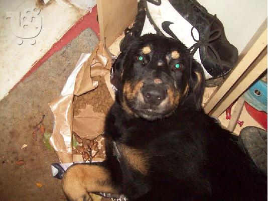 Μεγαλοσωμο ημιαιμο rottweiler χαριζεται