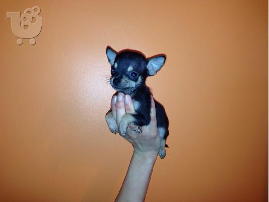 PoulaTo: τσιουαουα