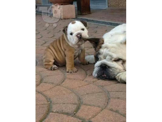 πωλουνται αγγλικά μπουλντόγκ