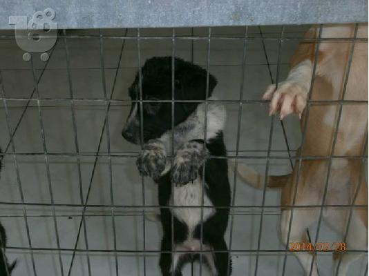 Κουταβακια χαριζονται