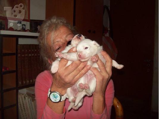 Μικροσωμα κουταβακια χαριζονται