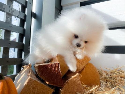 PoulaTo: Πολύ γλυκά γοητευτικά κουτάβια Pomeranian