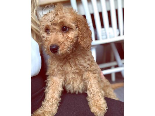 Όμορφα κουτάβια Cavachon προς πώληση