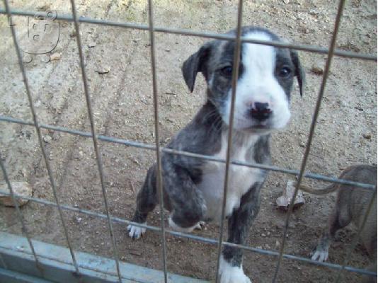 Πιτ μπουλ καθαροαιμα κουταβακια χαριζονται