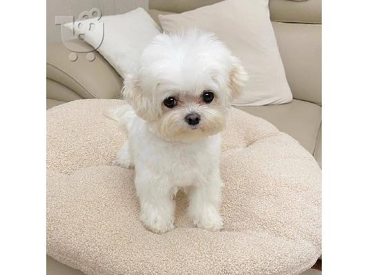 PoulaTo: Maltese Puppies Available