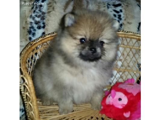Pomeranian καθαροαιμα αθηνα-κρητη 6988190151