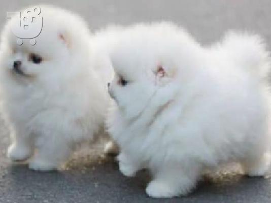 PoulaTo: Γλυκά μικρά κουτάβια Pomeranian