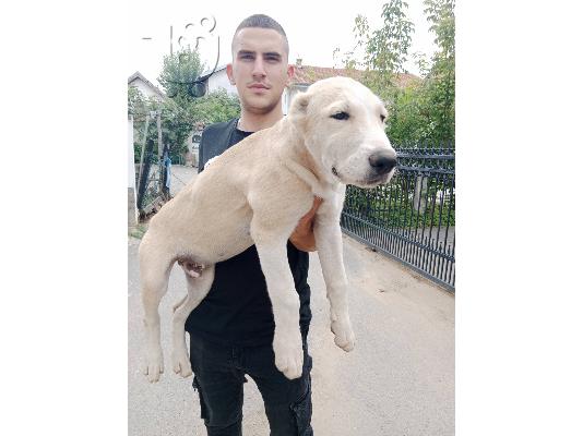 Ποιμενικός Κεντρικής Ασίας κουτάβια