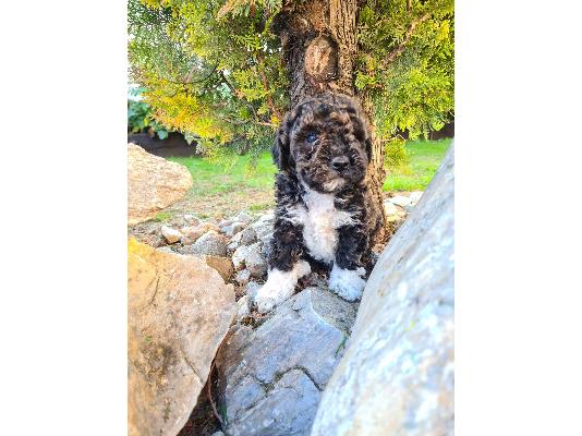 Lagotto Romagnolo κουτάβια