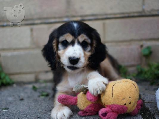 Όμορφα κουτάβια Cocker Spaniel