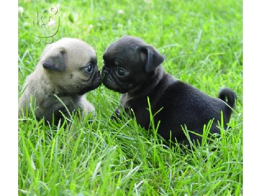 PoulaTo: Παγκ - Pug