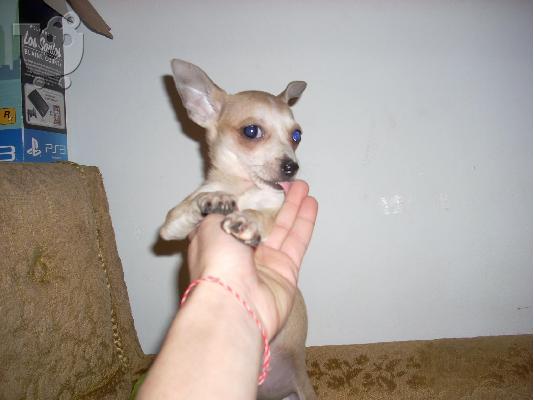 τσιχουαουα μινι