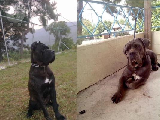 Cane Corso Καθαρόαιμο Κουτάβι