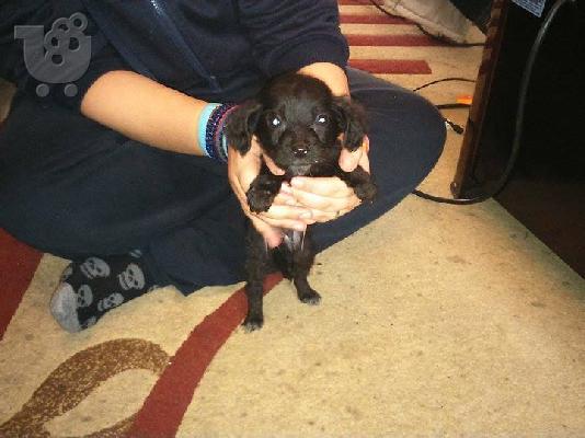 PoulaTo: Χαριζονται 5 κουταβια ημιαιμα