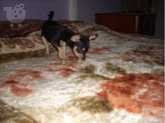 PoulaTo: Πωλειται