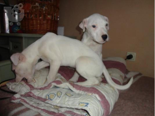 dogo argentino