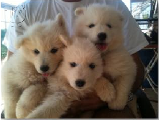 PoulaTo: Samoyed (σαμογιεντ) Κουταβια