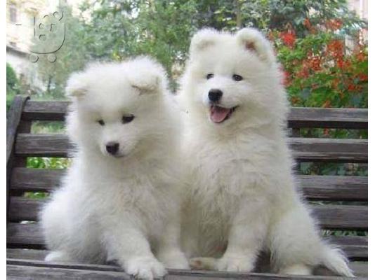 PoulaTo: Πώληση κουτάβια Samoyed.