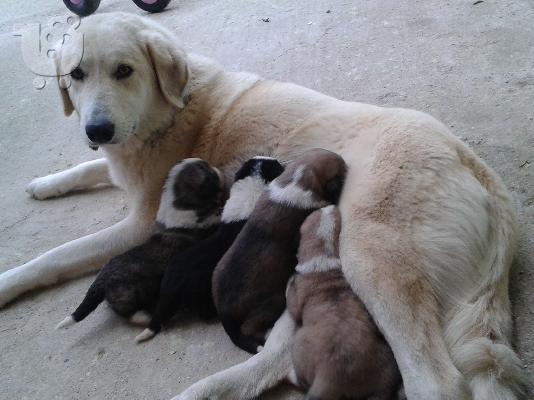ελληνικοι ποιμενικοι
