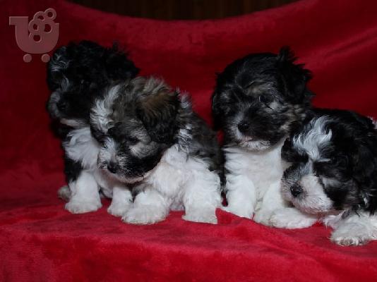 PoulaTo: Bichon Havanese
