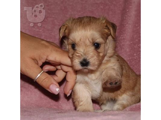 PoulaTo: Havanese Bichon κουτάβια