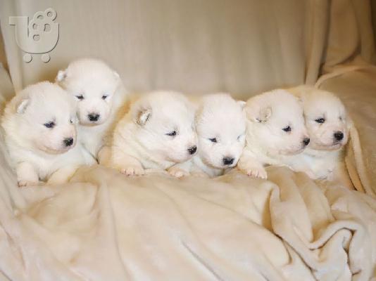 PoulaTo: Samoyed κουτάβια προς πώληση