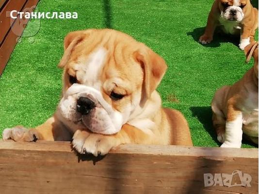 Englisch Buldog -400 euro