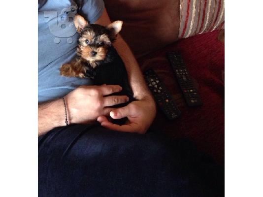 Κοριτσάκι - Yorkshire Terrier