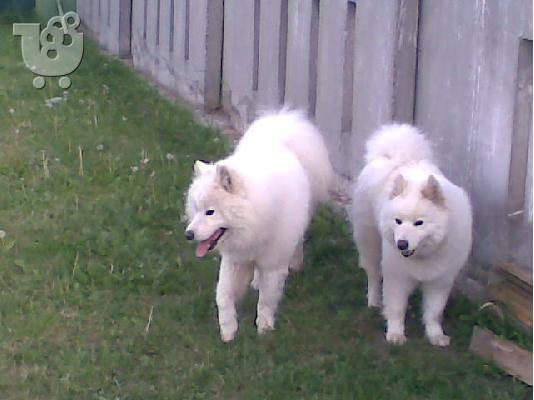 Σαμόιτ - 400 euro