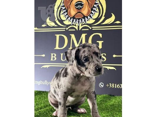 Αμερικανικό Pitbull Terrier κουτάβια
