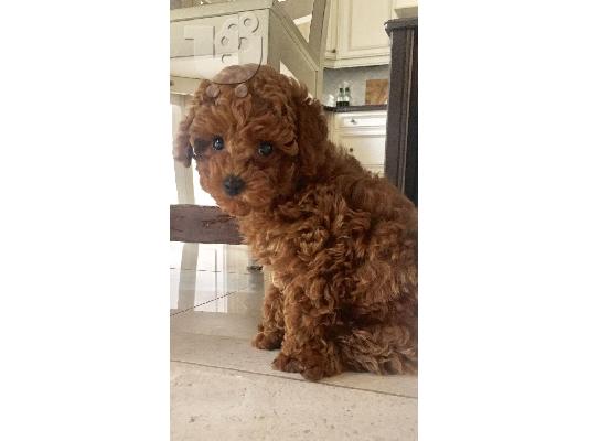 PoulaTo: Poodle apricot mini - Κανίς βερυκοκί μίνι