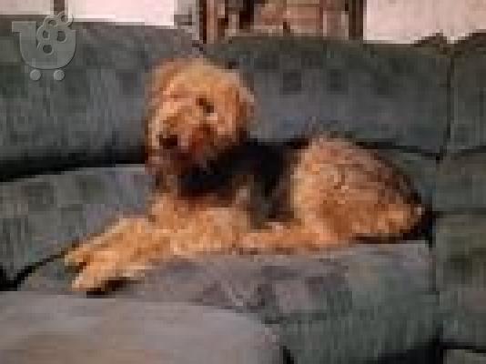 Airedale Terrier