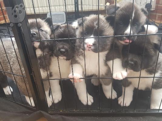 να ανακοινώσω ότι η γυναίκα μας PURE AMERICAN AKITA
