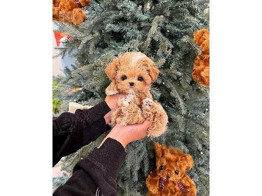 PoulaTo: Όμορφο κουτάβι Maltipoo