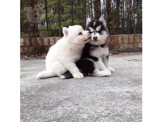 PoulaTo: δροσερό σιβέζικο huskies Buddy και Ruddy