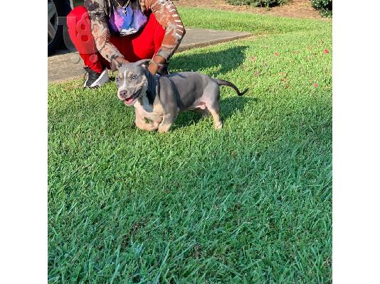 PoulaTo: Cachorros Pitbull
