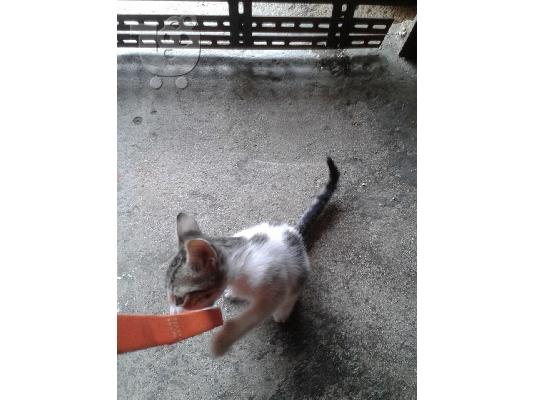 Γατακι 2μηνων χαριζεται