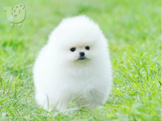 PoulaTo: Δύο φοβερά pomeranian κουτάβια