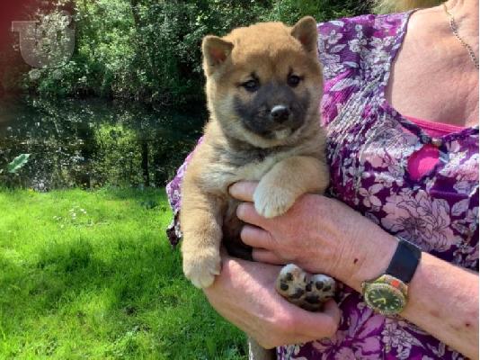 Ιαπωνικά Shiba Inu