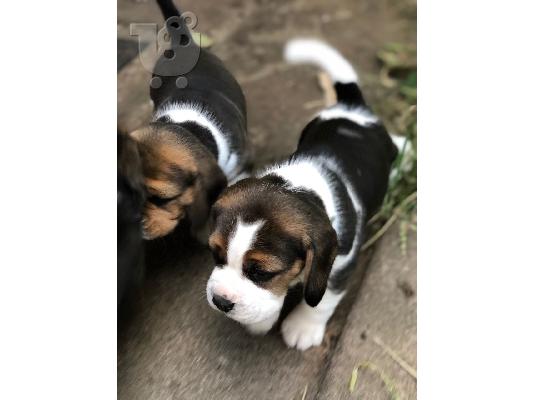 Όμορφη Pigs Beagle Pups τόσο σαφής