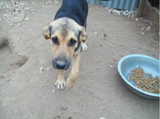 Λυκοσκυλιτσα ημιαιμη ψαχνει γονιο