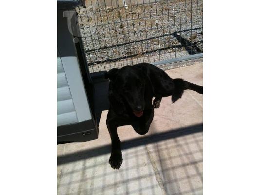 Μελαχροινη σκυλιτσα χαριζεται