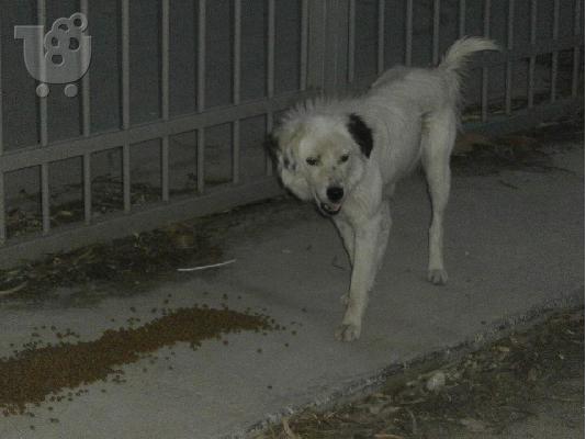 Κουκλα ημιαιμη τσοπανα χαριζεται