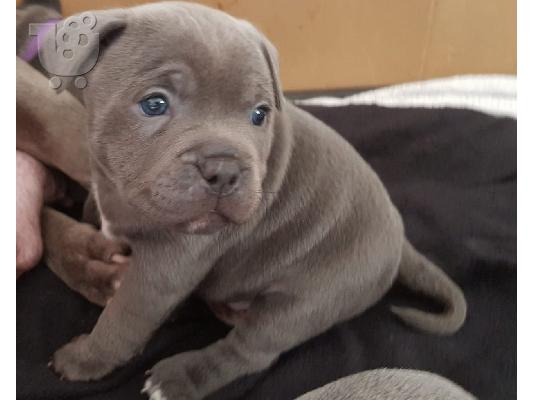 Μπλε κουτάβια μπέιζμπολ Staffordshire Terrier