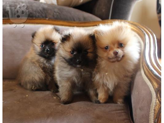 PoulaTo: pomeranian