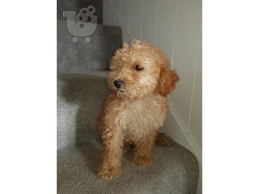 Παιχνίδι Poodle